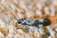 Ethmia quadrillella