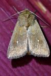 Mythimna albipuncta