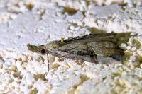 Hypena rostralis