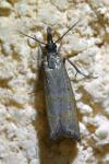 Platytes cerussella