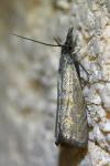 Platytes cerussella