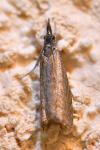 Platytes cerussella