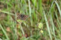 Pyrgus malvae