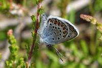 Plebejus argus