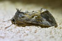Autographa gamma