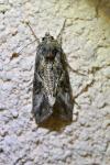 Autographa gamma