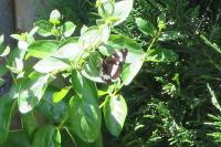 Limenitis camilla