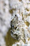 Phtheochroa rugosana