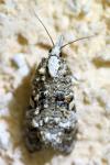 Phtheochroa rugosana