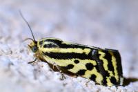 Emmelia trabealis