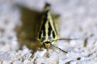 Emmelia trabealis