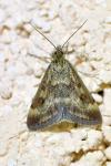 Pyrausta despicata