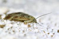 Pyrausta despicata