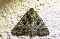 Sideridis rivularis
