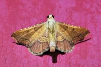 Endotricha flammealis