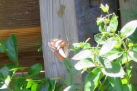 Limenitis camilla