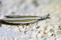 Pleurota aristella