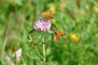 Thymelicus sylvestris