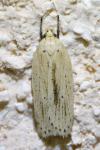 Agonopterix pallorella