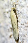 Agonopterix pallorella