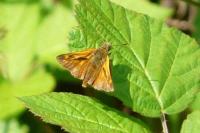Ochlodes sylvanus