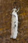 Agonopterix yeatiana