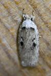 Agonopterix yeatiana