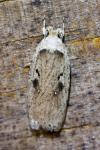 Agonopterix yeatiana
