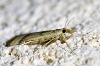 Synaphe punctalis
