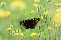 Aglais io
