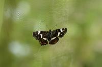 Araschnia levana
