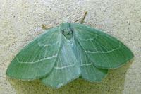 Hemistola chrysoprasaria