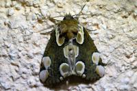 Thyatira batis