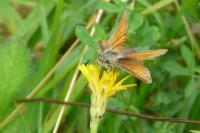 Thymelicus sylvestris