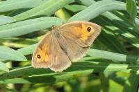 Maniola jurtina