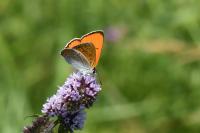 Lycaena dispar