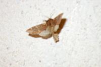 Notodonta dromedarius