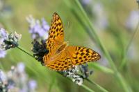 Argynnis paphia