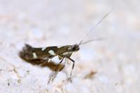 Calybites phasianipennella