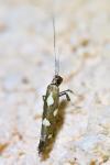 Calybites phasianipennella