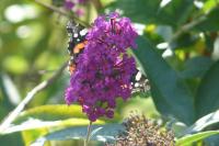 Vanessa atalanta