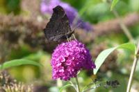 Aglais io