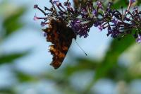 Polygonia c-album