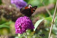 Aglais io