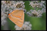 Thecla betulae