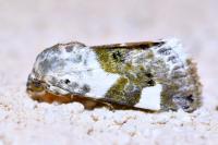 Acontia lucida