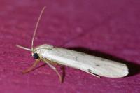 Pelosia muscerda