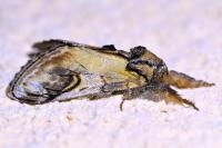 Notodonta ziczac