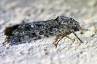 Acronicta rumicis