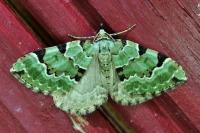 Colostygia pectinataria